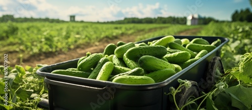Freshly harvested small green gherkins in a trailer copy space image photo
