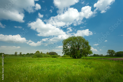 A tree growing on a green meadow and white clouds on a blue sky, May day
