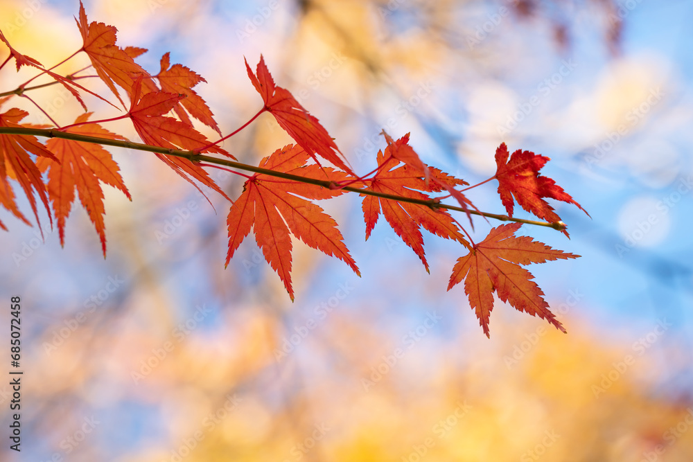Beautiful maple leaves on the tree in autumn season. Beautiful maple leaves on the tree in autumn season.