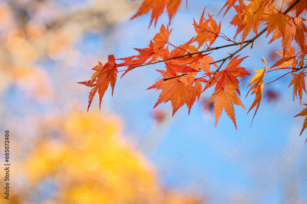 Beautiful maple leaves on the tree in autumn season. Beautiful maple leaves on the tree in autumn season.