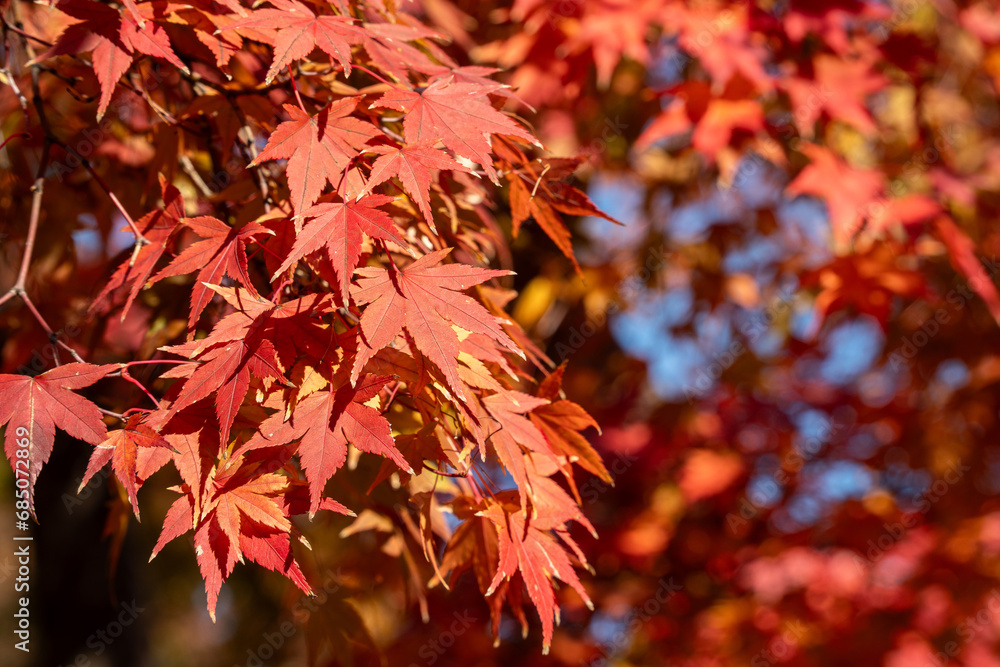 Beautiful maple leaves on the tree in autumn season. Beautiful maple leaves on the tree in autumn season.