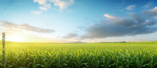 Corn growing in a green fie...