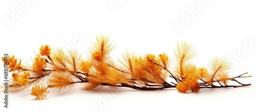 Dead pine branch and yellow...