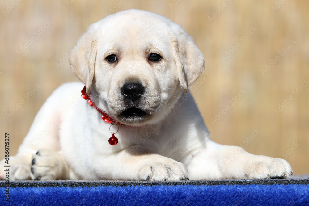 yellow labrador retriever in summer close up yellow labrador retriever in summer close up