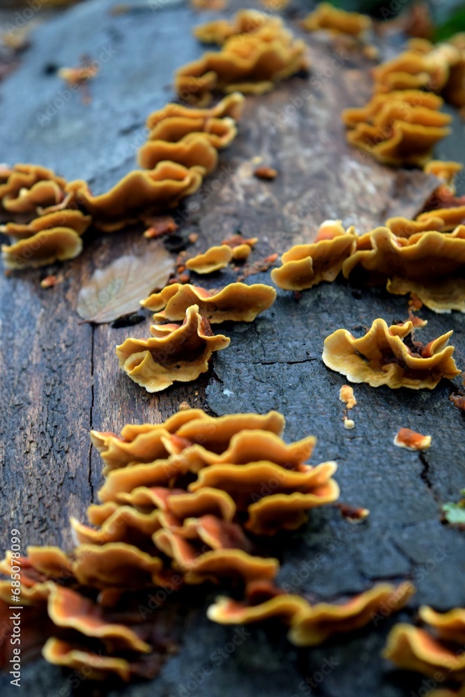 champignons oranges sur tronc d'arbre champignons oranges sur tronc d'arbre