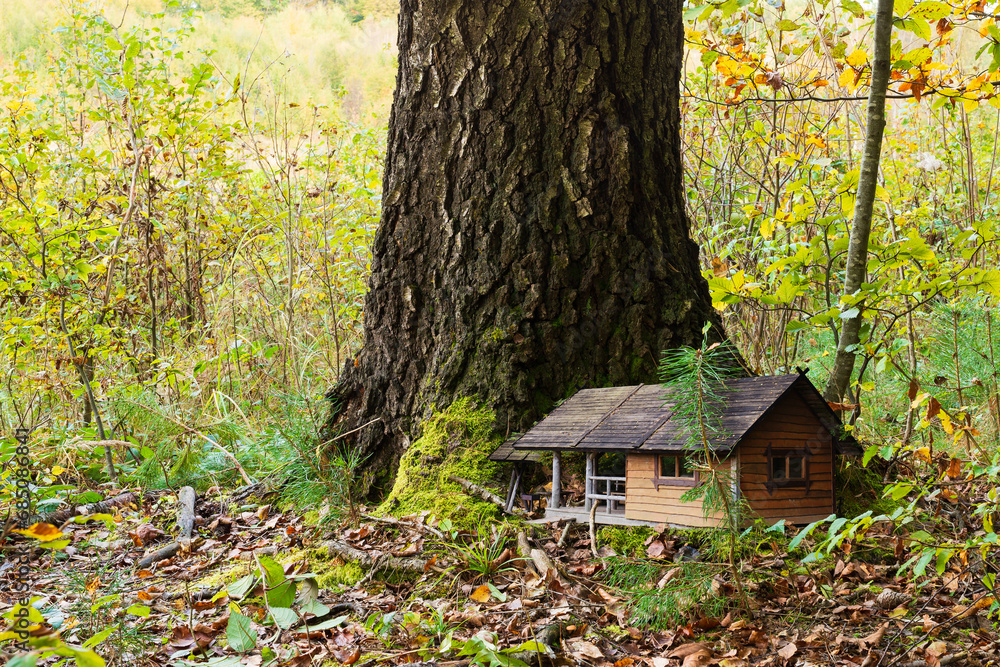 House under a huge oak tree in the forest House under a huge oak tree in the forest