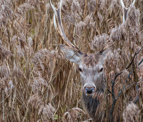 Fototapeta Naklejka Na Ścianę i Meble -  Dzika natura, Jeleń