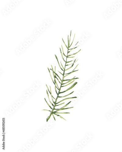 Graceful watercolor sketch of a green spruce branch. Illustration isolated on white background. Use for invitations and cards 