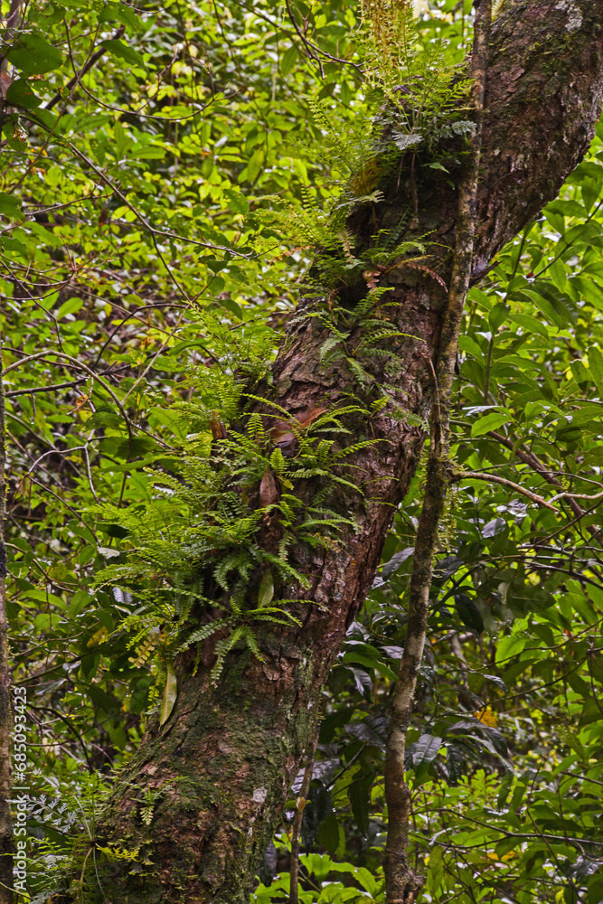Fototapeta premium Forest scene 14121