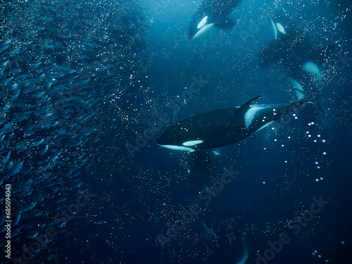 Orcas with baitball © PlieDo