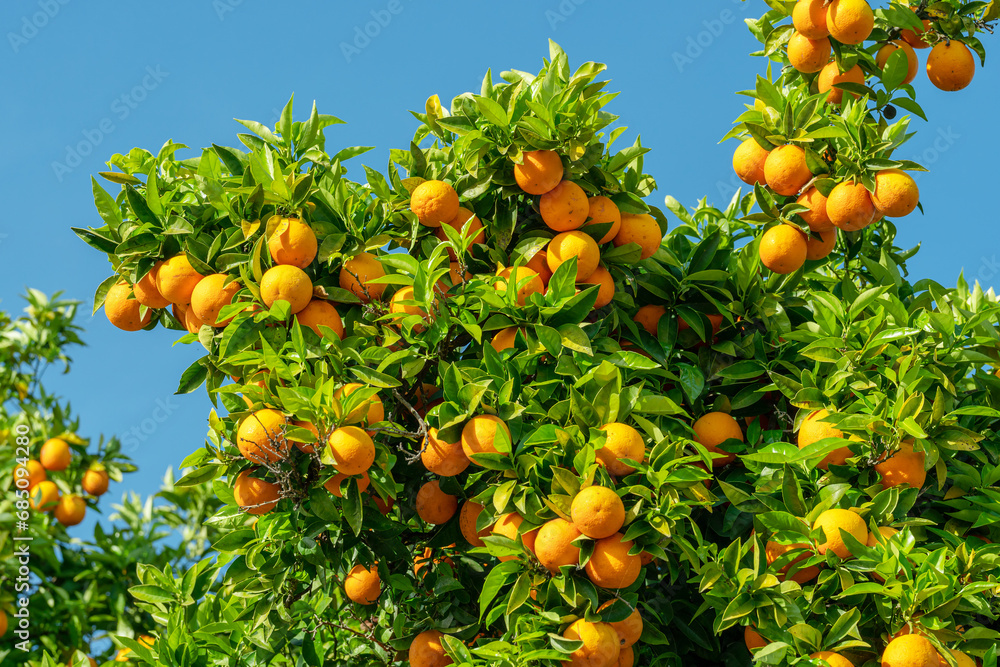 Ripe orange fruits on orange tree between lush foliage. View from below. Ripe orange fruits on orange tree between lush foliage. View from below.