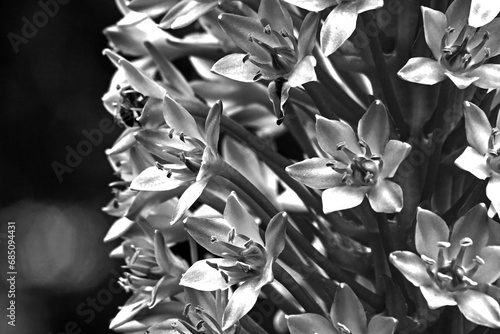 Monochrome Pineapple Lily (Eucomis autumnalis) 15316 photo