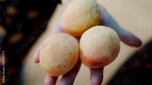 A hand holding a group of peaches. A bountiful harvest of sweet, ripe peaches, cradled gently in a hand, evokes a sense of abundance and nourishment in this vibrant image photo