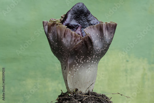 The beauty of the stink lily flower in full bloom. This plant with unpleasant-smelling flowers has the scientific name Amorphophallus paeoniifolius. photo