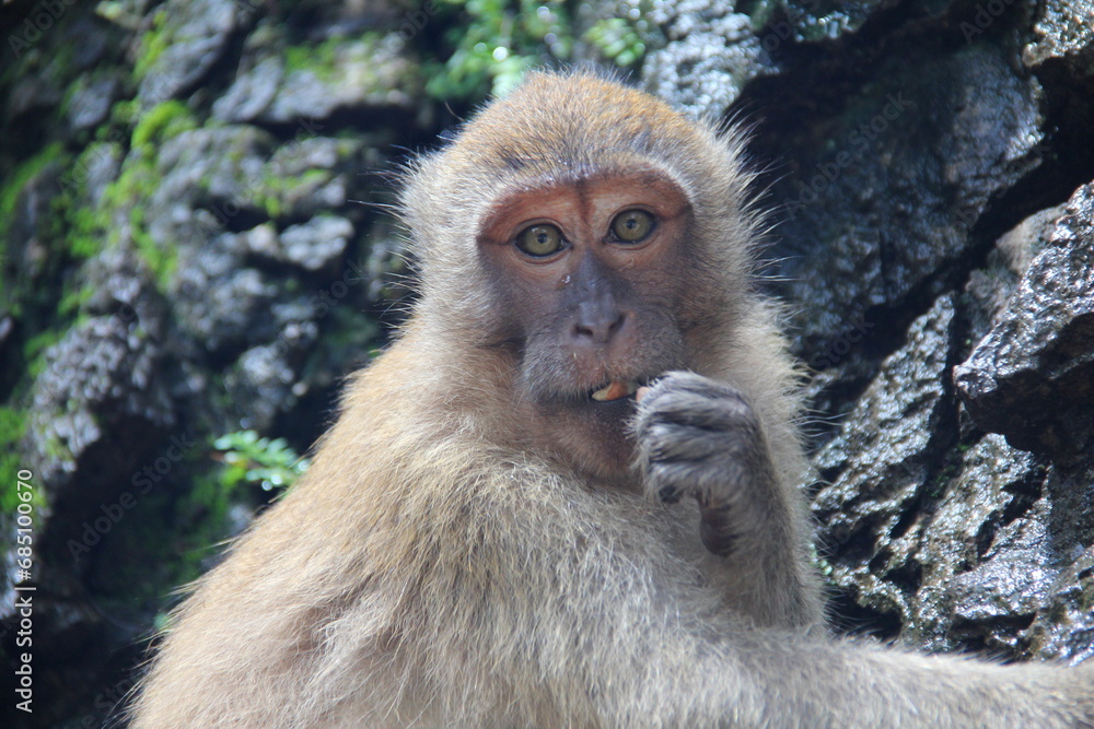 Fototapeta premium close up shot Thai Monkey looking something in nature