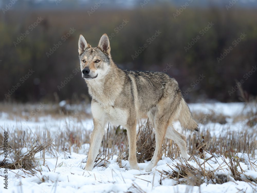 Czechoslovakian Wolfdog snow wild animal