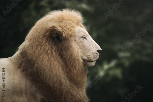 White Lion (Panthera leo) - Leucistic Lion