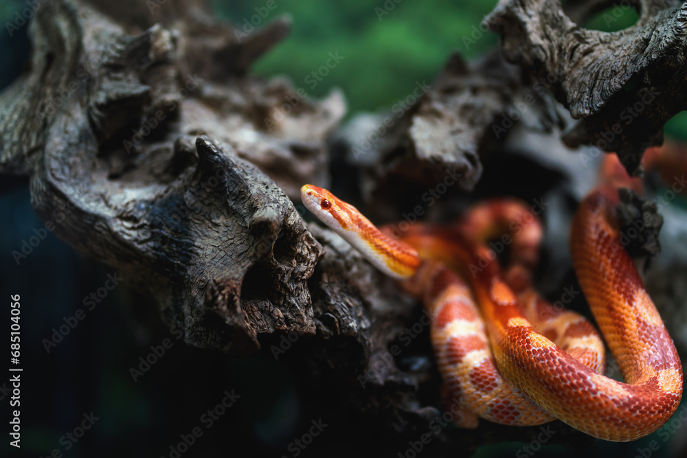Fluorescent Orange Corn Snake (Pantherophis guttatus)