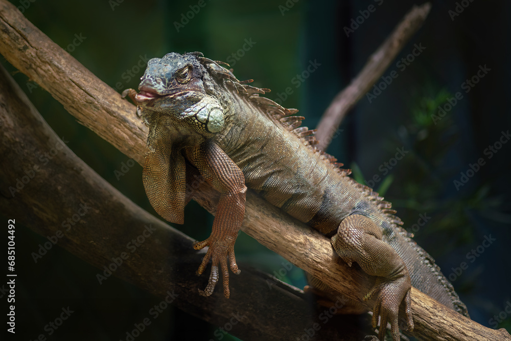 Fototapeta premium Green Iguana Lizard (Iguana iguana)