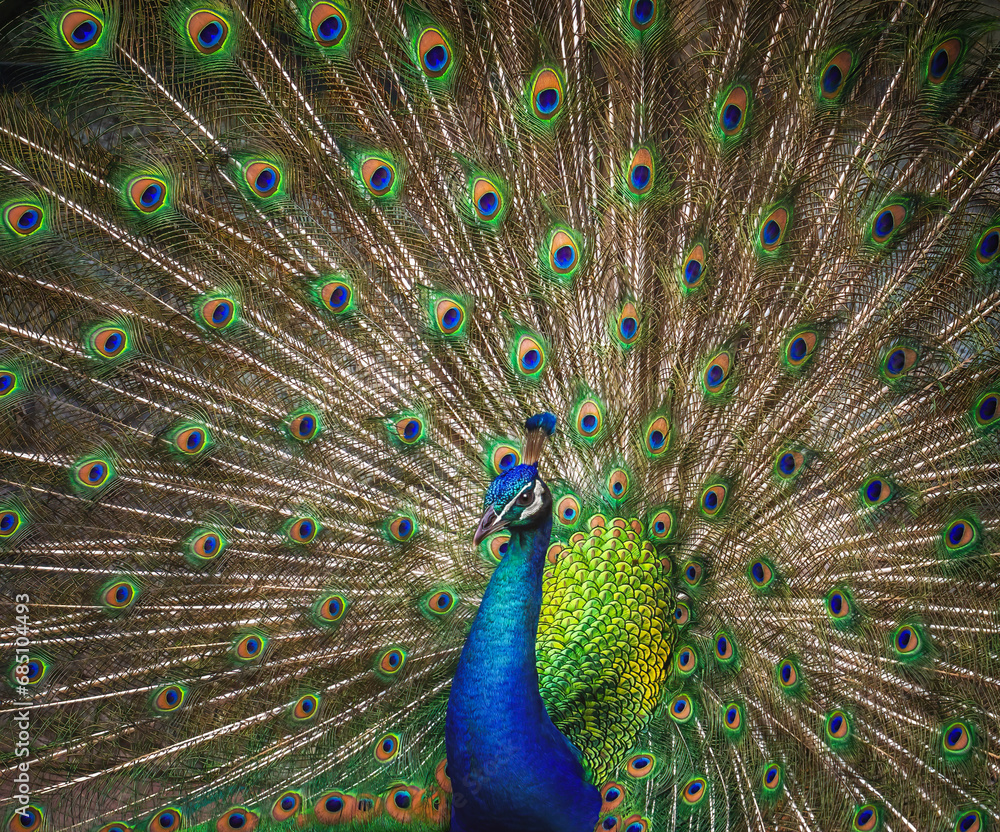 Fototapeta premium Peacock with open tail - Indian Peafowl (Pavo cristatus)