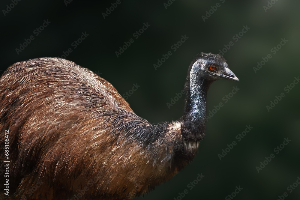 Fototapeta premium Emu (Dromaius novaehollandiae) - Australian Flightless Bird