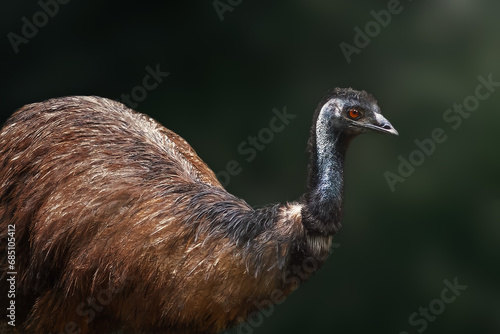 Ταπετσαρία Emu (Dromaius novaehollandiae) - Australian Flightless Bird