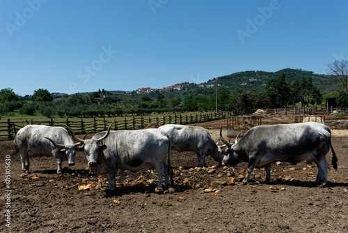 Italien - Toskana - Maremmaner Rinder photo