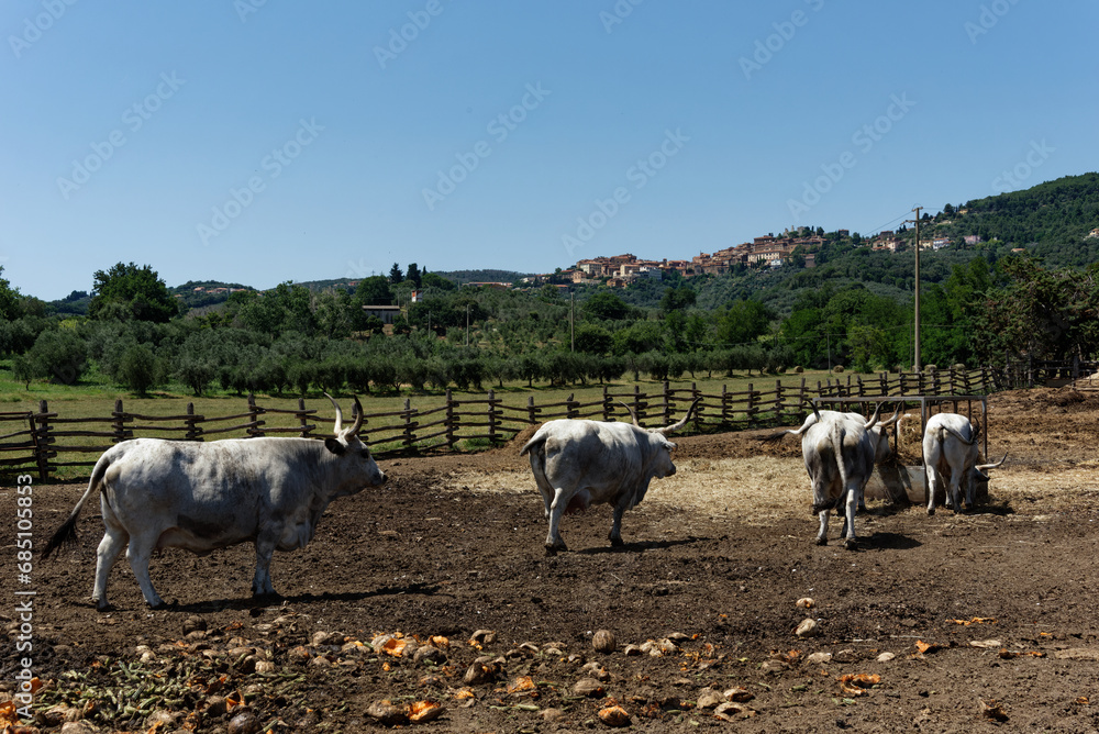 Italien - Toskana - Maremmaner Rinder Italien - Toskana - Maremmaner Rinder