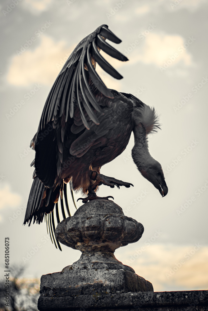 Fototapeta premium Vulture on the stone