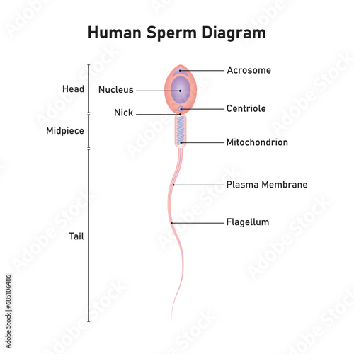 Human Sperm Diagram Scientific Design. Vector Illustration.