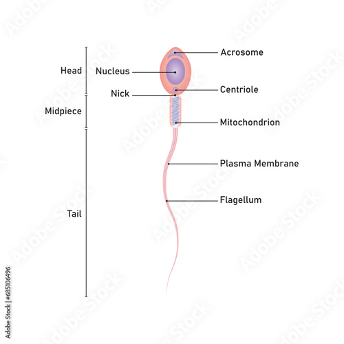 Human Sperm Diagram Scientific Design. Vector Illustration.