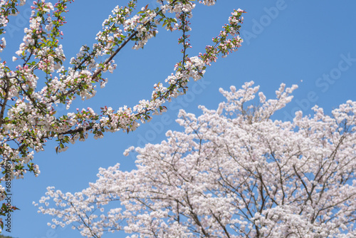 桜の花をバックに青空の下のカイドウの花