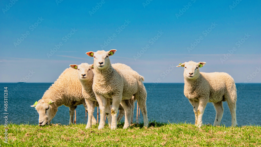Fototapeta premium Lambs and Sheep on the Dutch dike by the lake IJsselmeer, Spring views, Netherlands Sheeps in a meadow on green grass. Netherlands Noordoospolder, group of sheep looking in camera