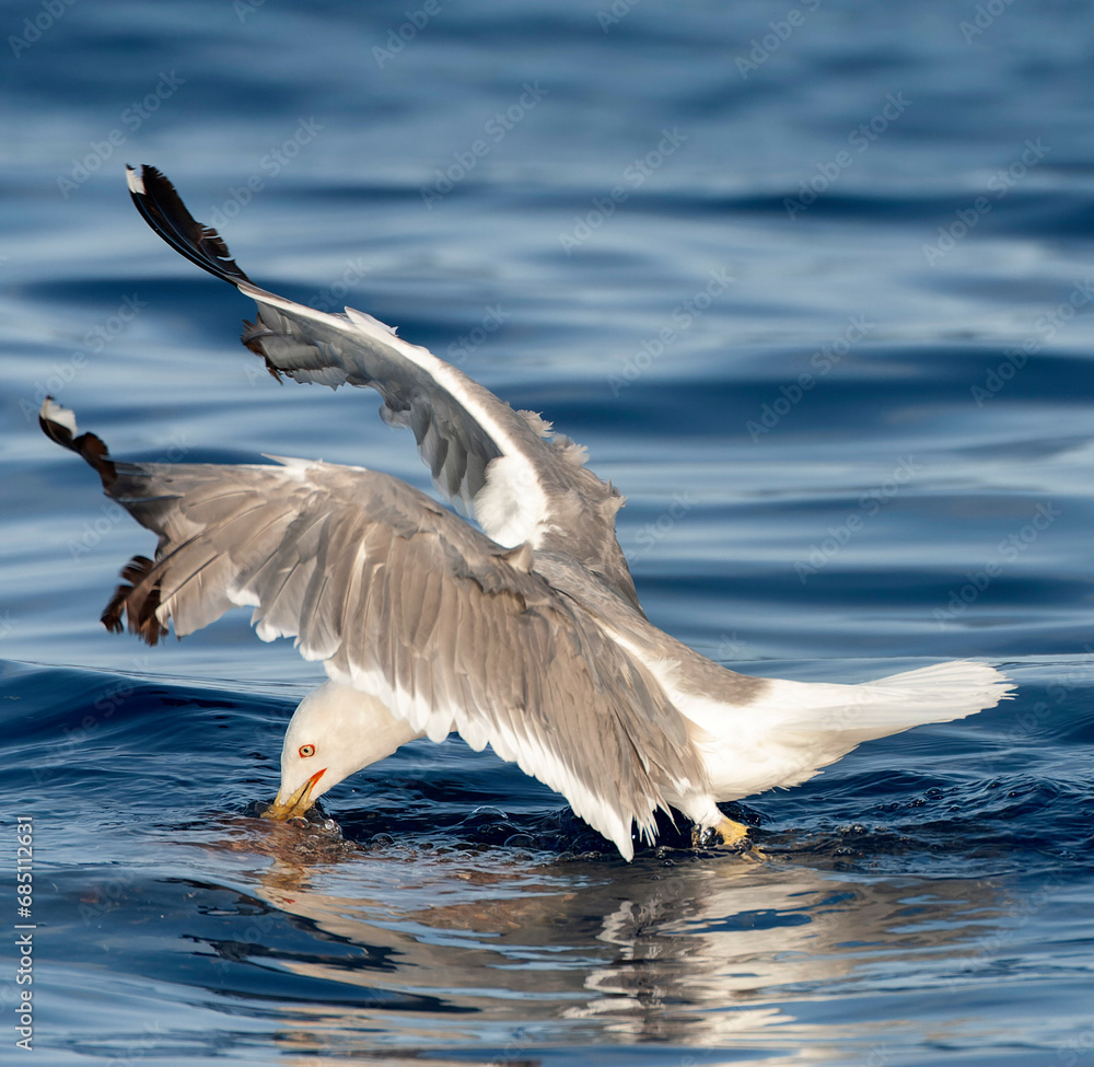 Yellow-legged Gull, Larus michahellis michahellis Yellow-legged Gull, Larus michahellis michahellis