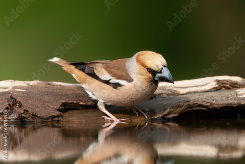 Hawfinch, Coccothraustes coccothraustes