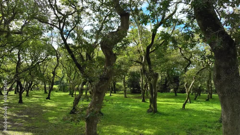 Ancient Trees With Twisted Trunks In Carballeira Municipal de Baio Hiking In Spain. Ancient Trees With Twisted Trunks In Carballeira Municipal de Baio Hiking In Spain.