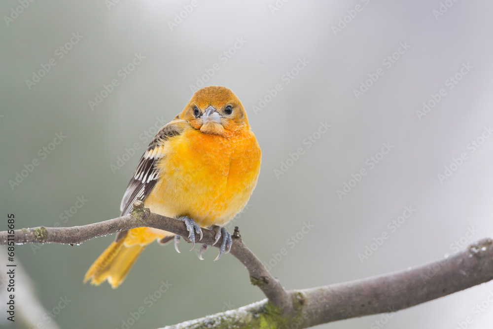 Obraz premium Baltimore Oriole, Icterus galbula