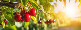 Branch of ripe cherries on a tree in a garden.Generative AI