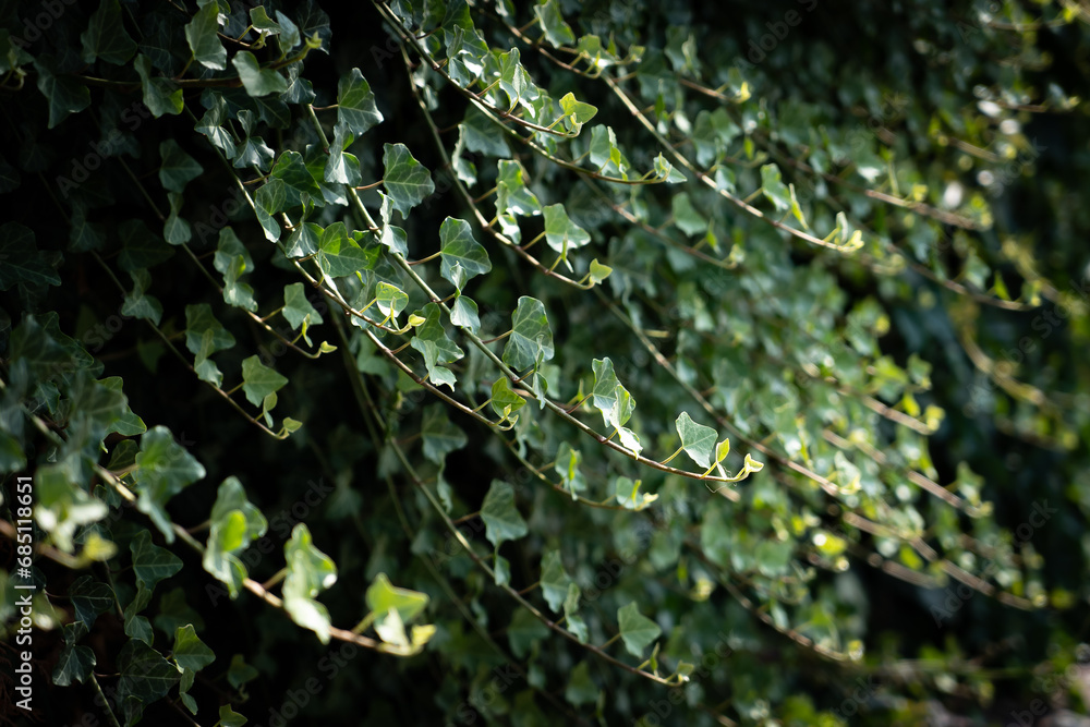 Obraz premium A wall of common ivy. Ivy grows on the wall. Ivy texture in dark romantic tones. Ivy leaves background european ivy, english ivy or ivy Hedera helix