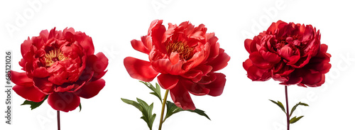 Set for Valentines Day and Weeding  Composition of Red Peony Flower  Isolated on Transparent Background  PNG