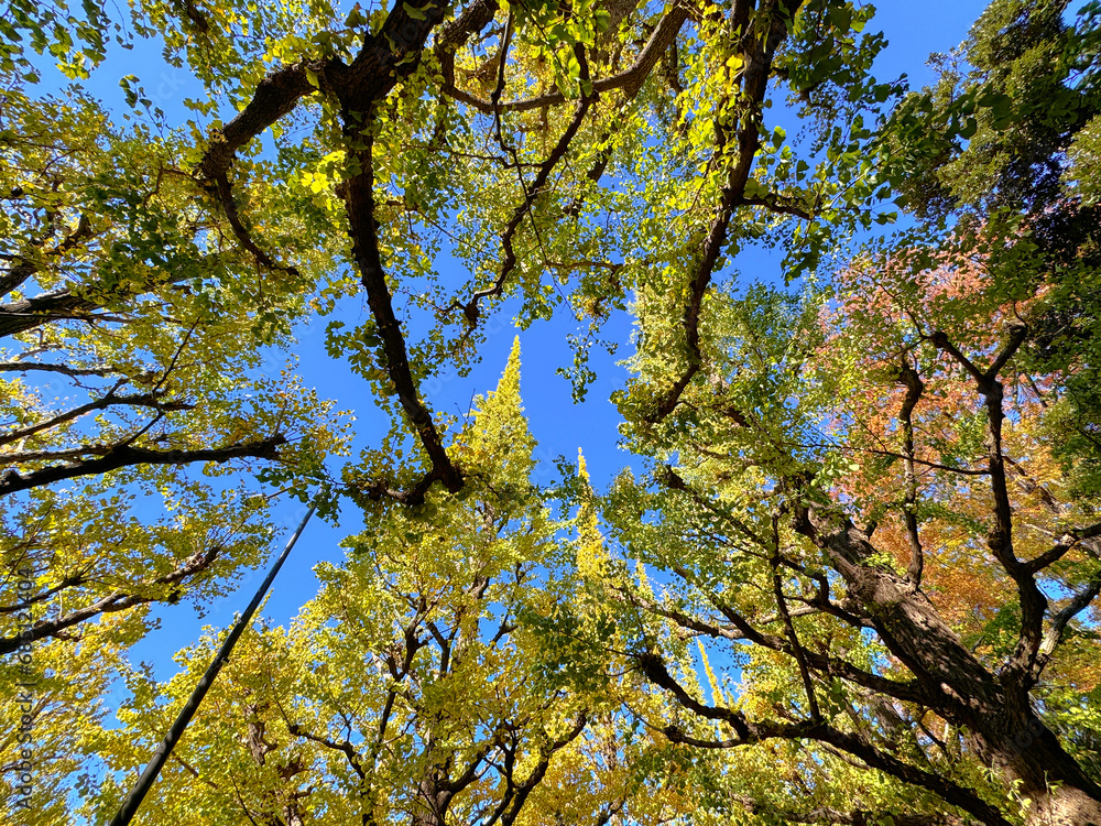 Obraz premium 黄葉する東京都心の銀杏並木