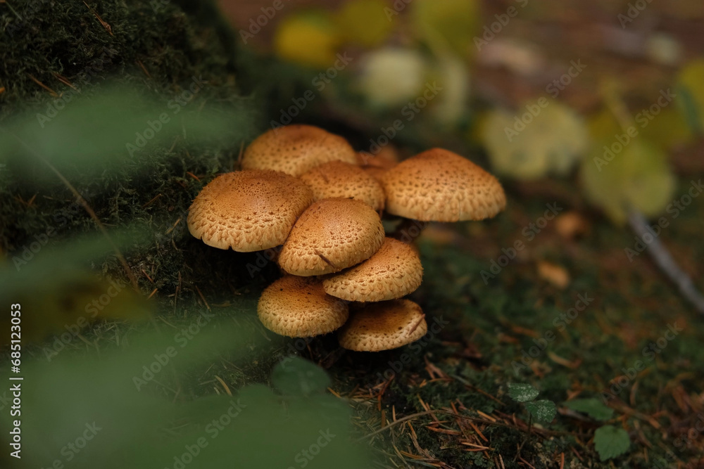 Group of Shaggy Scalycap mushrooms. Scaly Pholiota squarrosa Fungus. View of gills and stems. Fall forest floor near tree. Decomposer organism. Parasitism. Ecosystem, ecological system example.