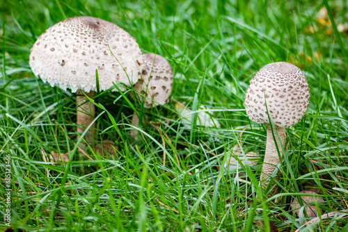 Foto Macrolepiota procera, parasol mushroom among green grass, basidiomycete fungus with a large, prominent fruiting body resembling a parasol