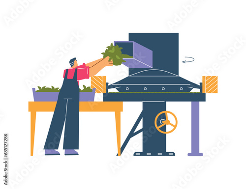 Tea production facility, grading and fermentation harvested leaves process, vector worker puts herb in machine conveyor
