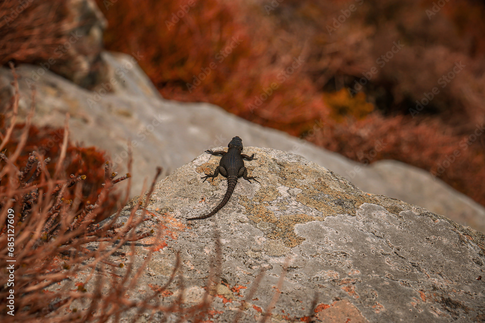 lizard on the rock lizard on the rock