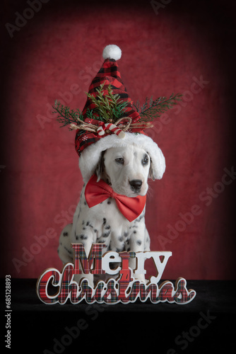 Puppy dog with Christmas decoration
