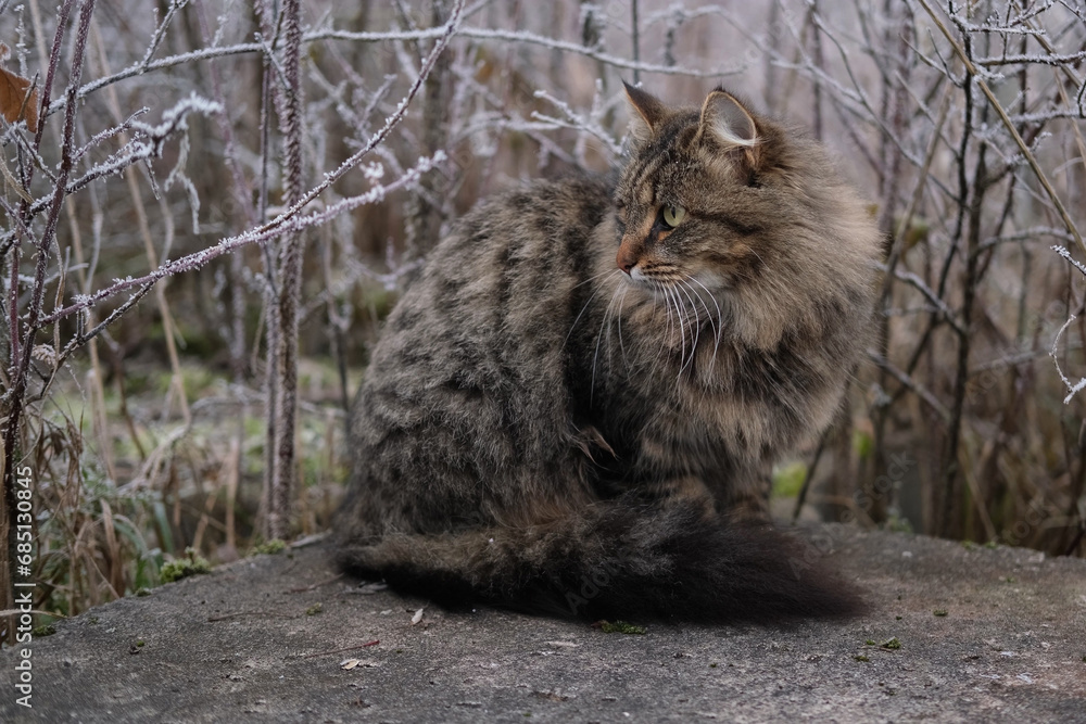 Cat sitting outdoors at winter time. Tabby fluffy cat is walking in a country. First snow. Snowing. Abandoned grey feline. Domestic animals on a cold day outside. Cat is looking around. Frost, icy