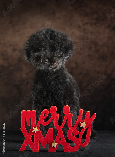 Puppy Poodle with red Merry Xmas board