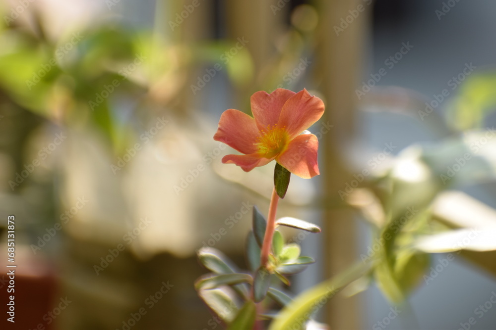 Fototapeta premium Portulaca grandiflora, Pigweed, Little Hogweed