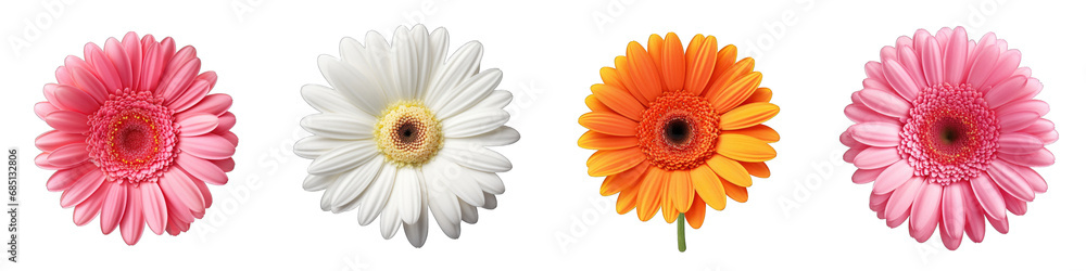 Gerbera Daisy clipart collection, vector, icons isolated on transparent background Gerbera Daisy clipart collection, vector, icons isolated on transparent background